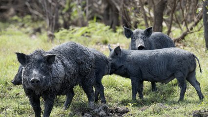 NSW Feral Pig Control Program: Key Facts & Challenges 🐖