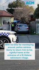 Garry the gorilla recovered from Aussie backyard