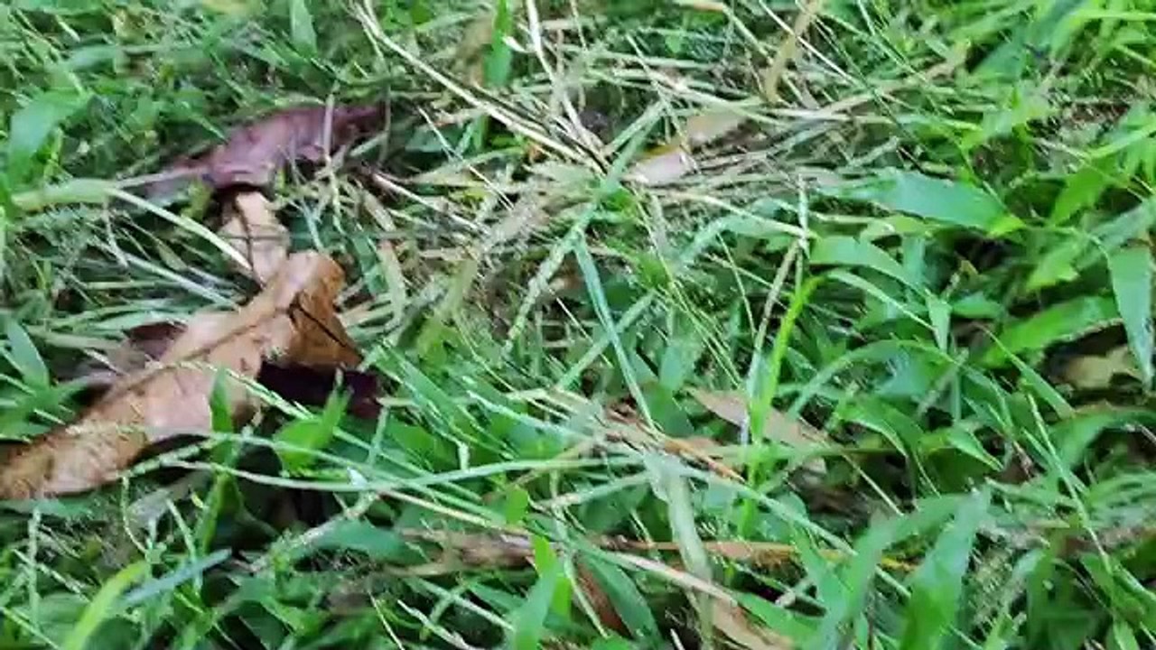 mothers hen call her babys for morning walk - cute chicks playing