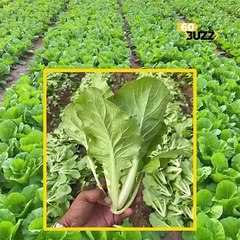 ឈ្មួញកណ្តាលទៀតហើយឬយ៉ាងណា? ក្រោយតម្លៃស្ពៃក្រញ៉ាញ់ នៅលើទីផ្សារមានតម្លៃគួរសម្យ តែកសិកររូបនេះថា «បានត្រឹម៤០០រៀល»