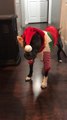 12-year-old Pit Bull Terrier Dresses Up in Elf Costume