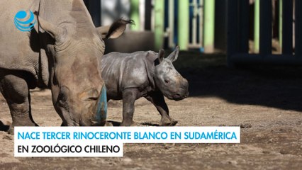 Nace tercer rinoceronte blanco en Sudamérica en zoológico chileno