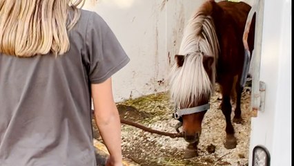 Aggressive, Pregnant Pony Completely Transforms