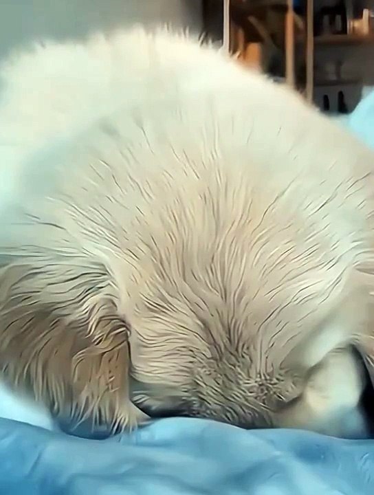 Cute dogs 