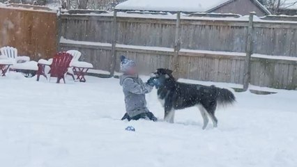 Rescue Husky Sees Snow For First Time