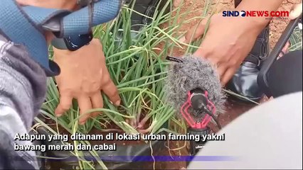 TNI Sukses Ubah Lahan Bekas Tol Cijago Menjadi Kebun Bawang dan Cabai