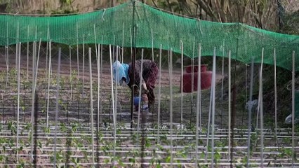 Why one South Korean island is at war with deer