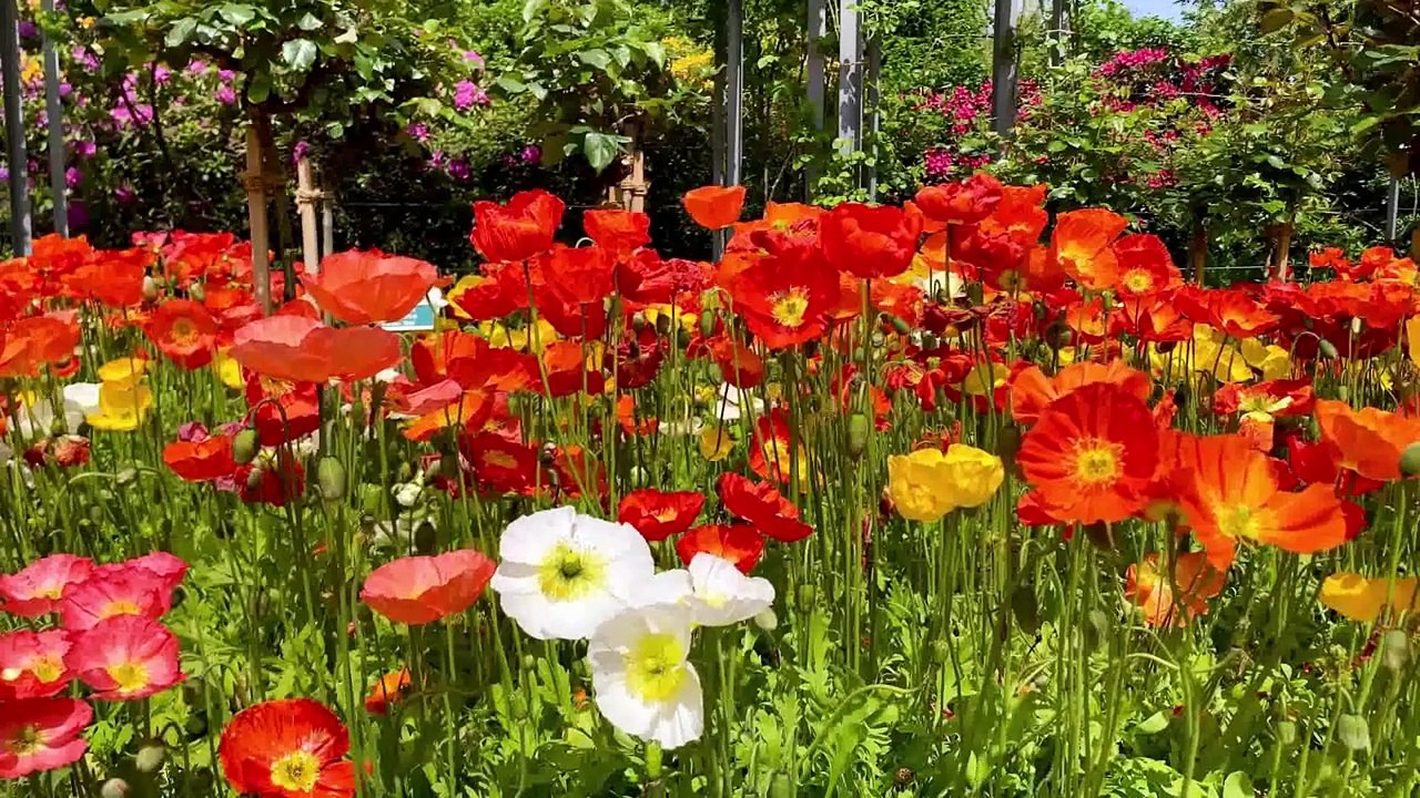 3M TV - Nature, Flowers, Greenery, Birds Chirping, Wind Blowing, Breezes