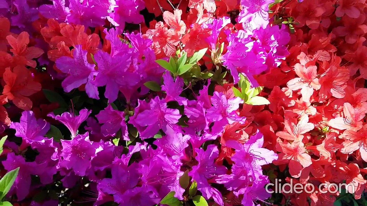 3M TV - BEAUTIFUL FLOWERS IN BLOOM. NATURE, GREENERY, SPRING 4K