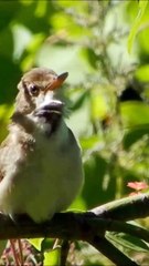 #information #amazon #forest #birds #talentAndKnowledge