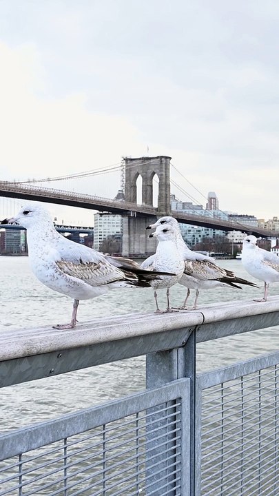 #birds #bird #nature #birdsofinstagram #wildlife #birdphotography #naturephotography #wildlifephotography #photography #birdwatching #birdlovers #animals #best #birding #of #ig