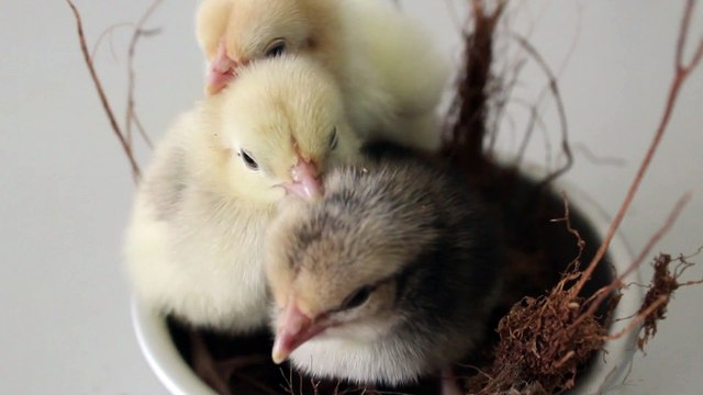 #birds #bird #nature #birdsofinstagram #wildlife #birdphotography #naturephotography #wildlifephotography #photography #birdwatching #birdlovers #animals #best #birding #of #ig