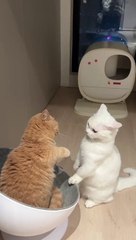 cats_fighting_video_#cats_#cat_#funny_#funnyvideos_#funnyanimals_#funnymoments_#LaysEverywhere_#fyp_#foryou_#cutezoo_