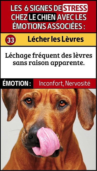 Tremblements et Vomissements chez les Chiens  Signes de Stress