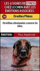 Yeux Agrandis et Autres Signes de Stress chez le Chien