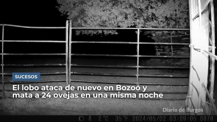 El lobo ataca de nuevo en Bozoó y mata 24 ovejas en una misma noche