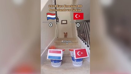 Maç skorlarını bilmesiyle tanınan kahin köpek bu sefer Türkiye-Hollanda maçını tahmin etti