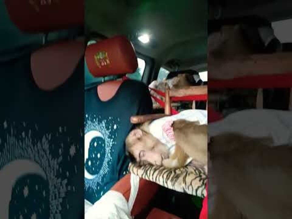Sleeping Monkeys Travel in Car with Owner