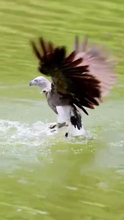 Amazing eagle