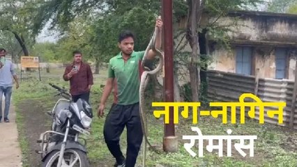 बिल से बाहर निकलकर रोमांस करने लगे नाग-नागिन! दो दिनों तक नजरें टिकाए रहे लोग... देखें वीडियो