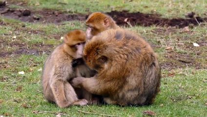 Best Funny Animal Videos 2024  Funniest Dogs And Cats Videos  Animal Compilation