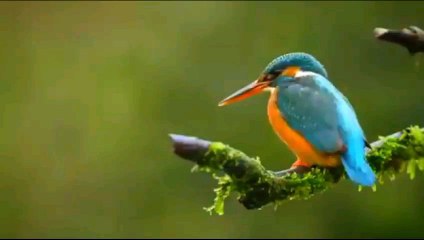 The Most Colourful Birds