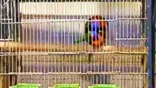 LORIKEET(LORIINI) MATING