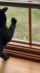 Cat Tries to Catch Bird Perched on Opposite Side of Window