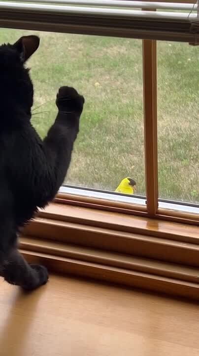Cat Tries to Catch Bird Perched on Opposite Side of Window