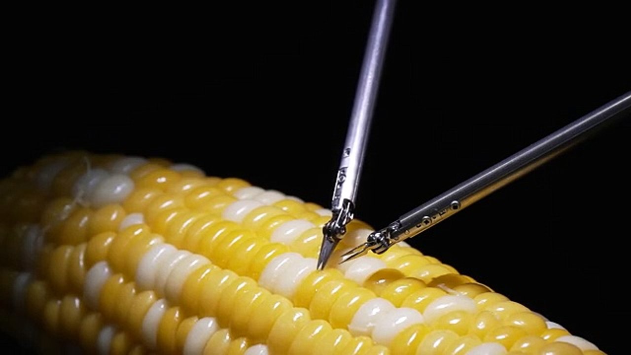 Robot surgery on Maiz seeds