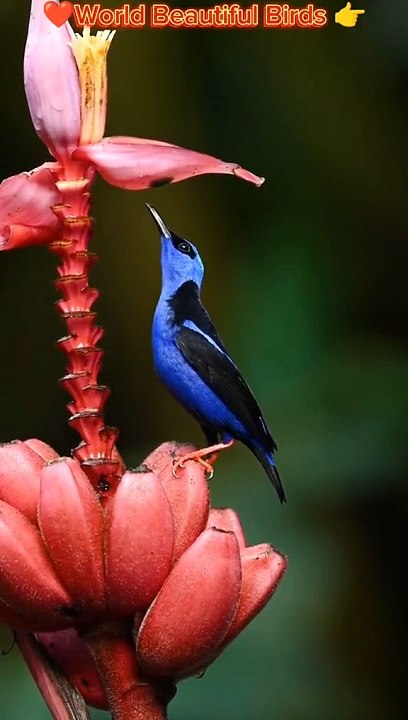 Birds in the world
