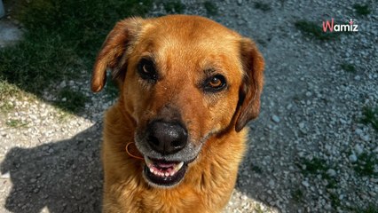 Adopté dans un refuge il y a 5 ans, ce pauvre chien est de retour à la case départ après une séparation