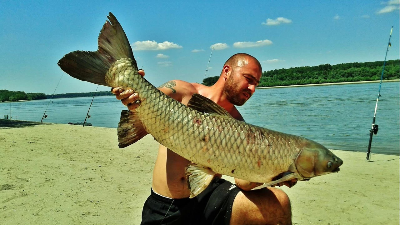 Fishing on the Danube White Amur (torpedo)
