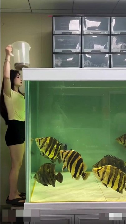 Hungry fishes