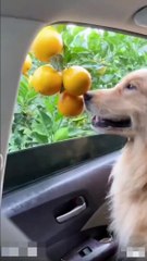Dog snatching orange