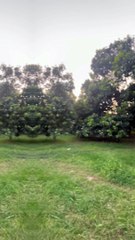 Mango Fields |Village | #trending #viral #usa #petslife #nature #multan