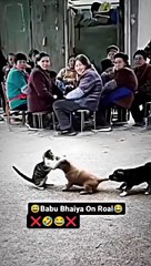بلی اور کتا اپس میں لڑ رہے ہیں 