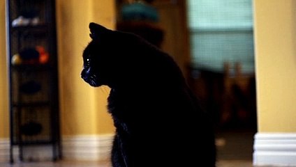 A Cat Walking Over The Piano Keyboard _2