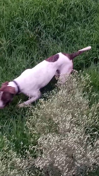 Rehan Ne Pyare se Pitbull Dekhe