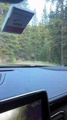 Furry Fun: Hilarious Run Elk and Bear In The Road