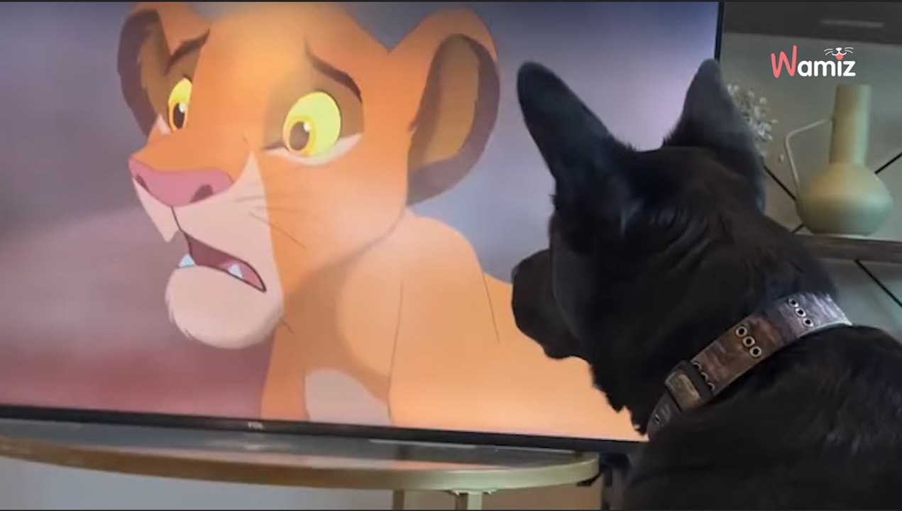 Hund schaut König der Löwen: Es ist herzzerreißend