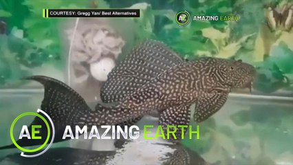 Amazing Earth: Could invasive fish harm the Philippines’ aquatic life? (Online Exclusives)