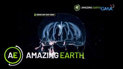 Amazing Earth: A rare underwater discovery by Scott Gutsy Tuazon! (Online Exclusives)
