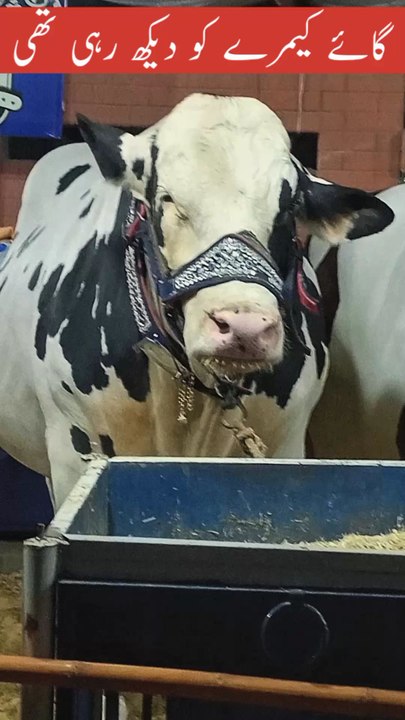 Cow Camera ko Dekh Rahi thi 