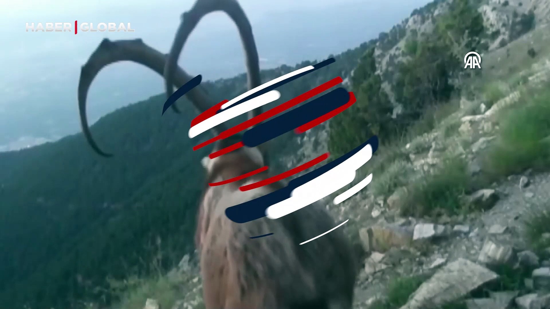 Yaban hayvanları fotokapanla görüntülendi