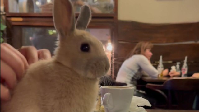 This stunning cafe in Budapest lets customers play with a wide variety of animals