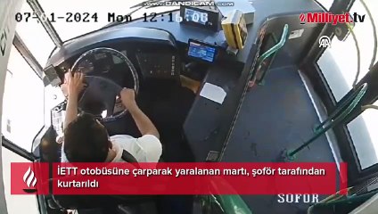 İETT otobüsüne çarparak yaralanan martı, şoför tarafından kurtarıldı