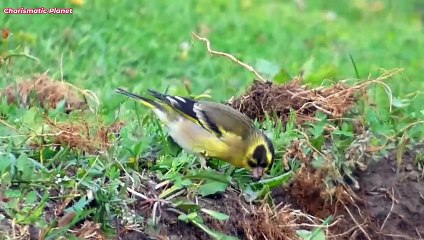 Yellow Breasted Greenfinch (Chloris spinoides)