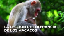 La lección de tolerancia de los macacos