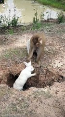 Monkey rabbit